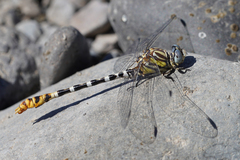 Erpetogomphus compositus