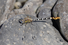 Erpetogomphus compositus