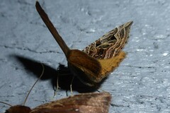 Xanthorhoe semifissata