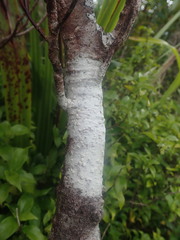 Pertusaria sorodes