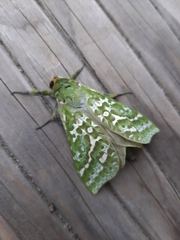 Aenetus virescens