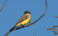 Tyrannus crassirostris