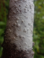 Pertusaria sorodes