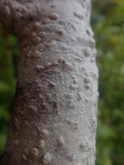 Pertusaria sorodes