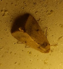 Helicoverpa zea