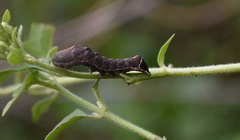 Condica albigera