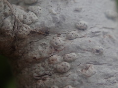 Pertusaria sorodes