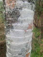 Lepra psoromica
