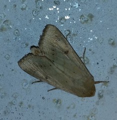 Helicoverpa zea