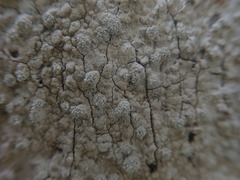 Lepra psoromica