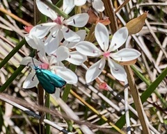 Pollanisus viridipulverulenta