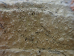 Pertusaria