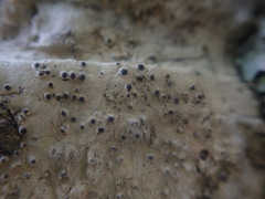 Pertusaria