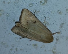 Helicoverpa zea