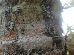Pertusaria sorodes