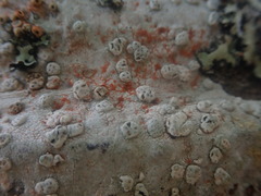 Pertusaria sorodes