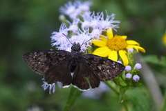 Erynnis tristis