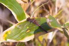 Sympetrum darwinianum