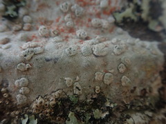 Pertusaria sorodes