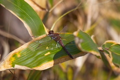 Sympetrum darwinianum