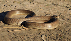 Oxyuranus scutellatus