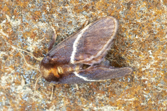 Eloasa bombycoides