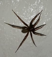 Agelenidae