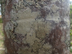 Pertusaria