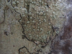 Pertusaria