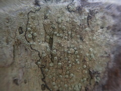 Pertusaria