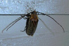 Prionoplus reticularis