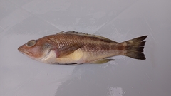 Serranus huascarii