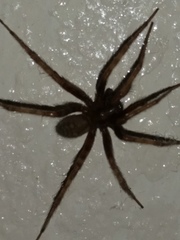 Agelenidae