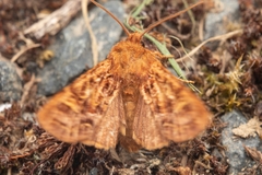 Ichneutica brunneosa