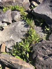Lobelia anceps