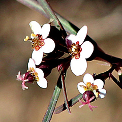 Euphorbia florida