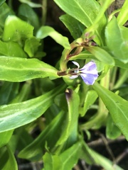 Lobelia anceps