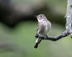 Muscicapa sibirica