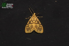 Miltochrista circumdata