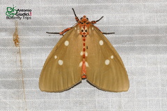 Tinolius eburneigutta