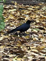 Corvus macrorhynchos
