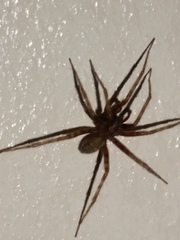 Agelenidae