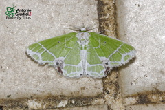 Protuliocnemis castalaria