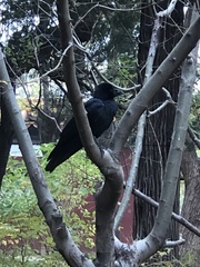 Corvus macrorhynchos