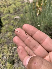Deschampsia danthonioides