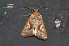 Conservula v-brunneum