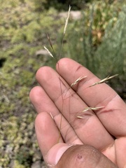 Deschampsia danthonioides