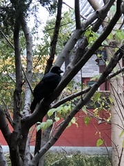 Corvus macrorhynchos