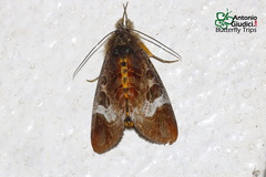 Sarbanissa catacoloides