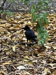 Corvus macrorhynchos